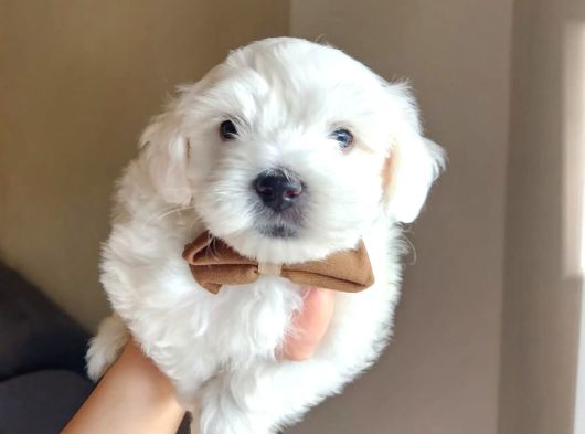 Karbeyaz maltese terrier bebekleri