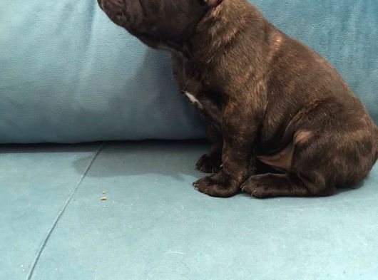 Tam Bir Show Tipi French Bulldog Bebekler görsel