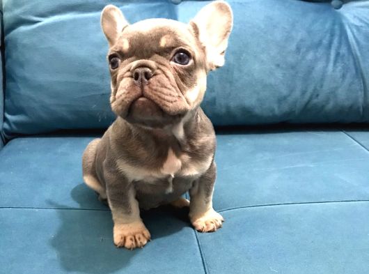 Tam bir show tipi french bulldog bebekler