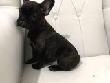 Tam Bir Show Tipi French Bulldog Bebekler