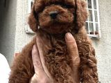 Toy Poodle Bebekler
