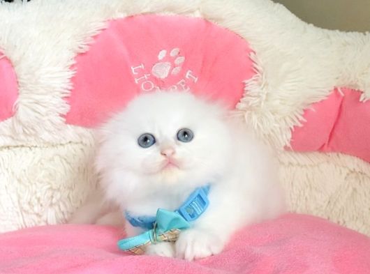 Maviş Pamuk White Scotısh Fold Bebegim görsel