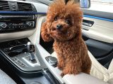 A Kalite Kore Kan Toy Poodle Yavrular