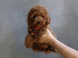 EFSANE GÜZELLİKTE GERÇEK TOY POODLE YAVRULAR