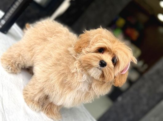 Maltipoo Yavruları Sizleri Bekliyor görsel