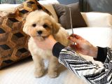 İstanbul Ruhsatli̇ Çi̇fli̇kten  Malti̇poo Yavrulari Sizlere Daha
