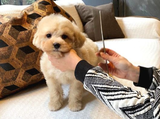 İstanbul Ruhsatli̇ Çi̇fli̇kten  Malti̇poo Yavrulari Sizlere Daha görsel