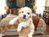 Türkiyenin en güzel beyaz poodle bebeği