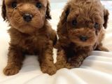 Güvenilir Yetiştiriciden Sağlıklı Toy Poodle Yavruları