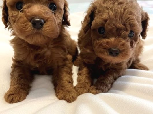 Güvenilir Yetiştiriciden Sağlıklı Toy Poodle Yavruları görsel