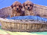 Gerçek A Kali̇te Malti̇poo Yavrular