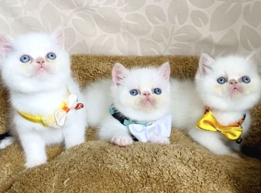 Maviş Garfield Exotic Shorthair Bebegim görsel