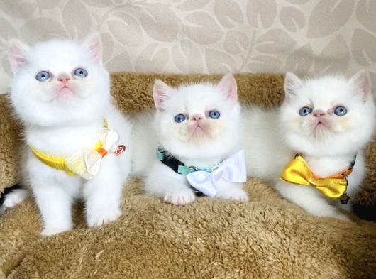 Maviş Garfield Exotic Shorthair Bebegim görsel