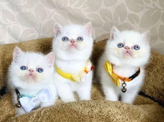 Maviş Garfield Exotic Shorthair Bebegim