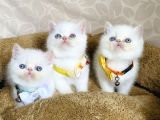 Maviş Garfield Exotic Shorthair Bebegim