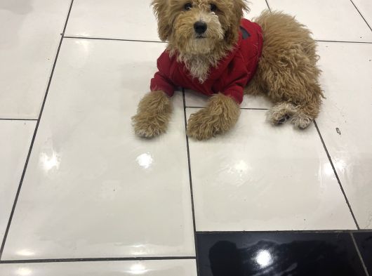 Türki̇yeni̇n En Uygun En Güzel Toy Poodle Yavrusu görsel