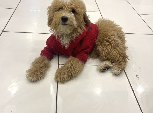 Türki̇yeni̇n En Uygun En Güzel Toy Poodle Yavrusu