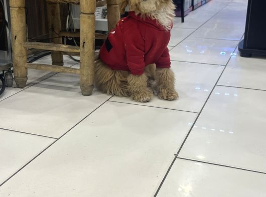 Türki̇yeni̇n En Uygun En Güzel Toy Poodle Yavrusu görsel