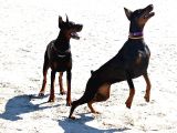 EFSANE DOBERMAN YAVRULARI ISTANBUL