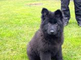 Solid Black Alman Çoban Yavruları