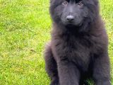 Solid Black Alman Çoban Yavruları