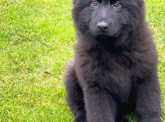 Solid Black Alman Çoban Yavruları görsel