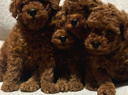A Kalite Kore Kan Toy Poodle Yavrular