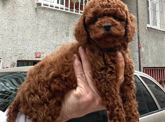 Toy Poodle Bebekler görsel