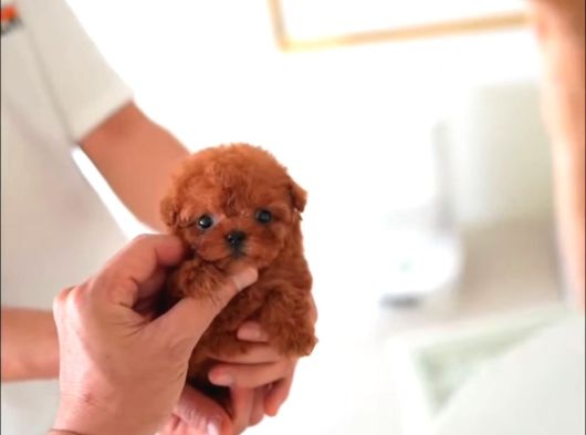 Safkan Red Brown Teacup Tuvalet Eğitimli Kurabiyeler görsel