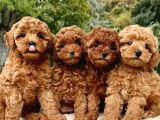 TOY POODLE DÜNYASINDAN RENK RENK YAVRULAR ANKARA