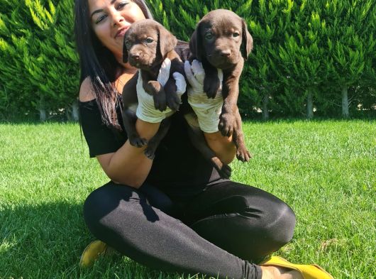 Mükemmel Çi̇kolata Labrador Yavrularim