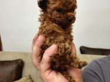 MİCRO POODLE TEDY BABY FACE  350GR