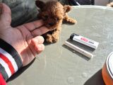 Mi̇cro Poodle Tedy Baby Face  350Gr