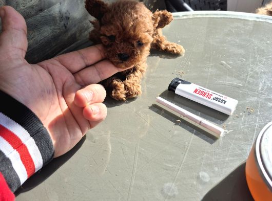 Mi̇cro Poodle Tedy Baby Face  350Gr görsel