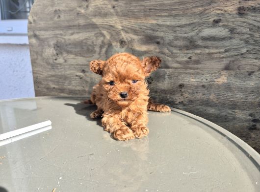 Mi̇cro Poodle Tedy Baby Face  350Gr görsel