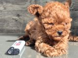 Mi̇cro Poodle Tedy Baby Face  350Gr