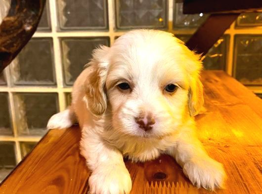 Ev Doğumu Maltipoo Yavrularımız görsel