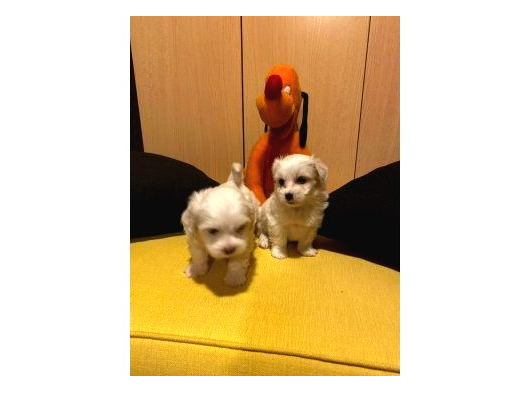 Topaç Gibi Maltipoo Bebeklerimiz görsel