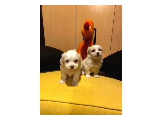 Topaç Gibi Maltipoo Bebeklerimiz