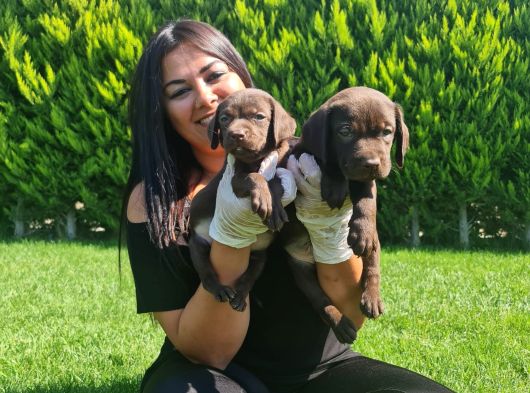 Mükemmel Çi̇kolata Labrador Yavrularim görsel