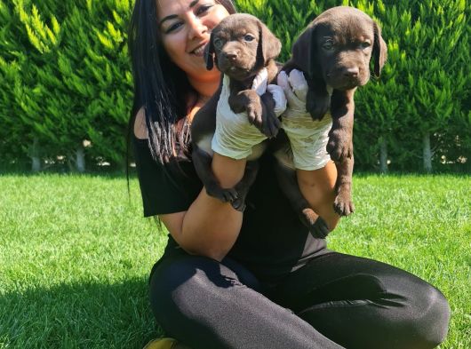 Mükemmel Çi̇kolata Labrador Yavrularim görsel