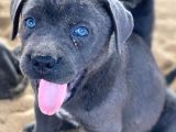 Türki̇yeni̇n En İyi̇ Cane Corsa Yavrulari