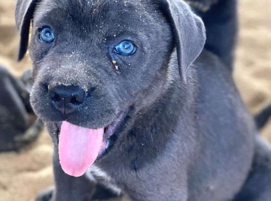 Türki̇yeni̇n En İyi̇ Cane Corsa Yavrulari