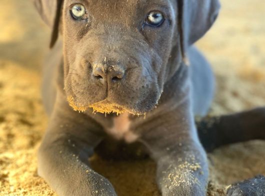 Türki̇yeni̇n En İyi̇ Cane Corsa Yavrulari görsel