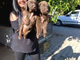 SAFKAN ÇİKOLATA LABRADOR YAVRULARIM