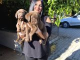 Mükemmel Çi̇kolata Labrador Yavrularim