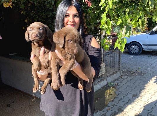 Mükemmel Çi̇kolata Labrador Yavrularim görsel