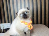Scottish fold chocolate point