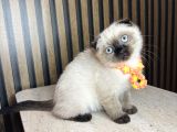 Scottish Fold Chocolate Point
