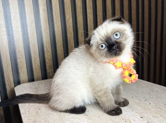 Scottish Fold Chocolate Point görsel